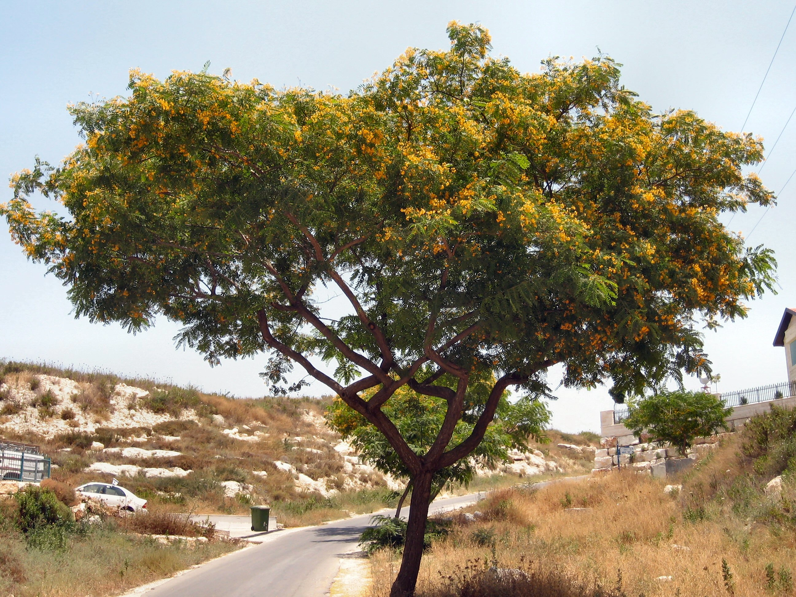 Tipa blanca